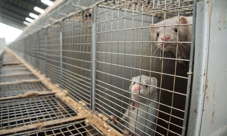 Aktivister döms efter fastkedjning vid minkfarm