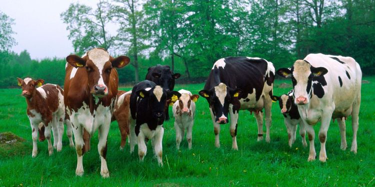 Falköping ber ekobönder sluta med ekoproduktion