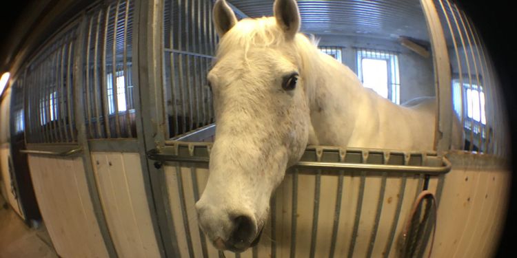 Nu ska hästar ”folkbokföras”