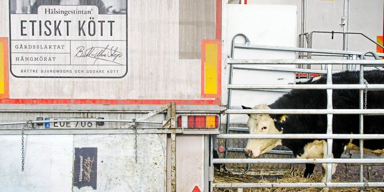 Finansman varnar inför Hälsingestintans rapport