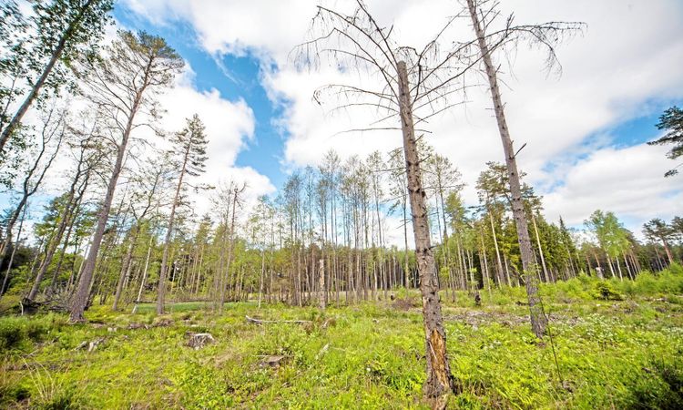 Så ser miljöhänsynen ut