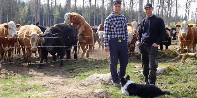 Korna förvandlar skogsmarken till betesmark