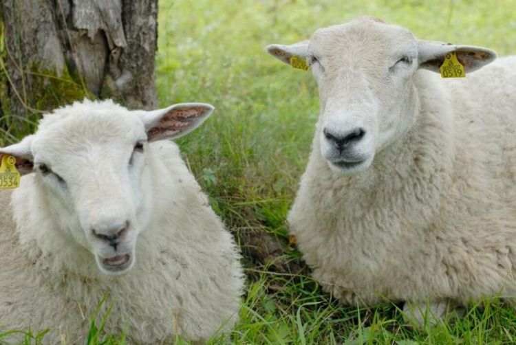 "Bara de stora gynnas"