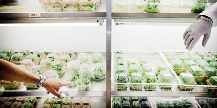 ”Viktigt att gensaxen tillåts i EU”