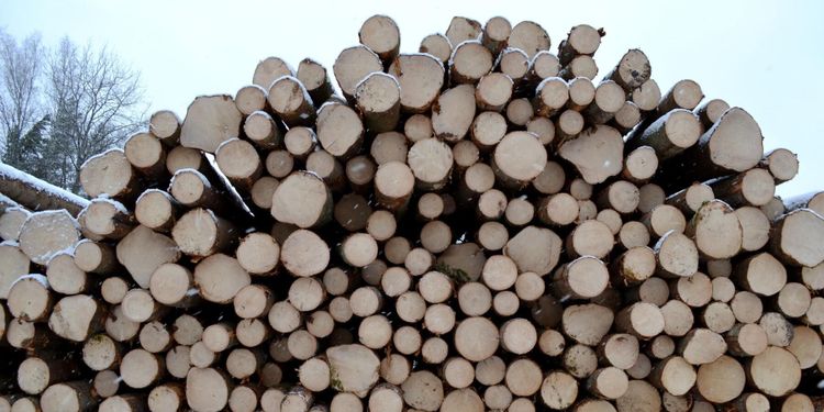 Referensnivån för avverkning klubbad