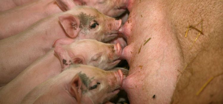 Dyrare semin för grisföretag i norr