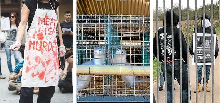 Högljudda veganer hetsar mot bönder