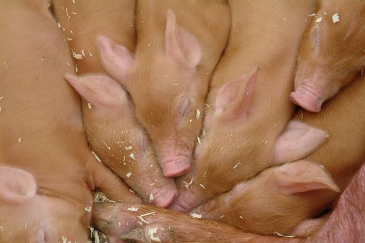 Tar strid för zink till gris