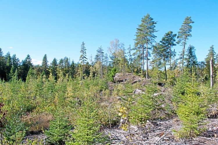 Plantering lika artrik som nyckelbiotop