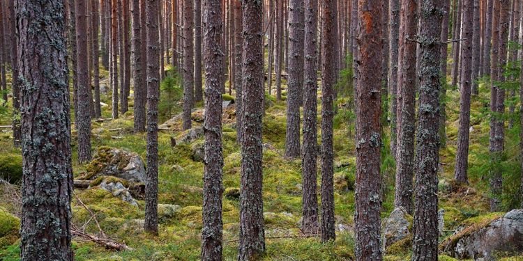 ”Den stora volymen är en utmaning”