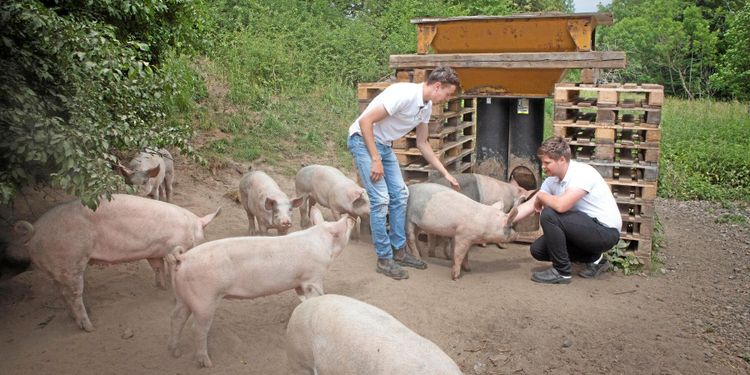 Lantbrukselever satsar på utegrisar