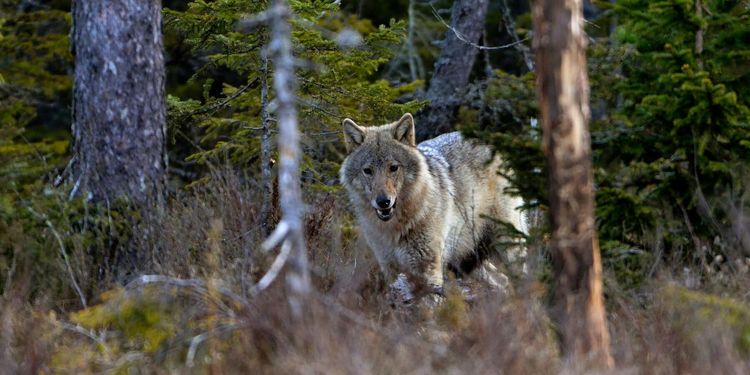 Schweiz folkomröstar om varglag