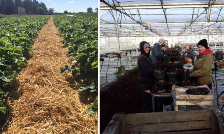 Brist och krångel oroar odlare