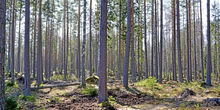 Rekordpriser på skog igen