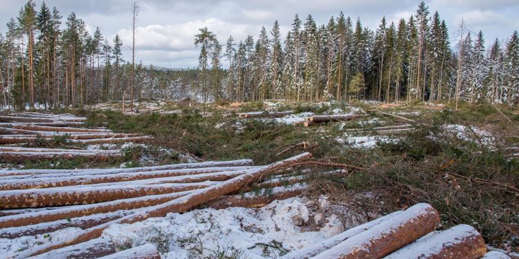 ”Dagens skogsbruk är inte hållbart”