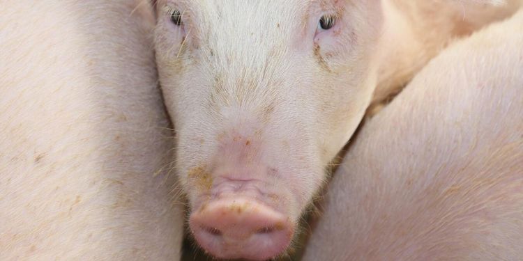 Nytt utbrott av salmonella: ”En anhopning av fall”