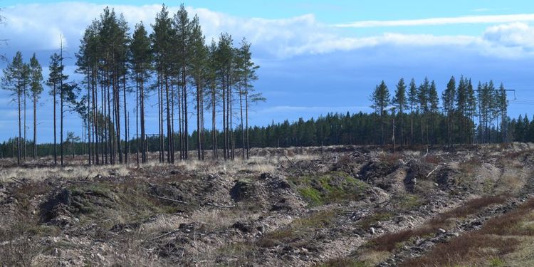 Ja till att publicera avverkningsanmälningar