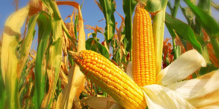 Globala livsmedelspriser sjunker stadigt