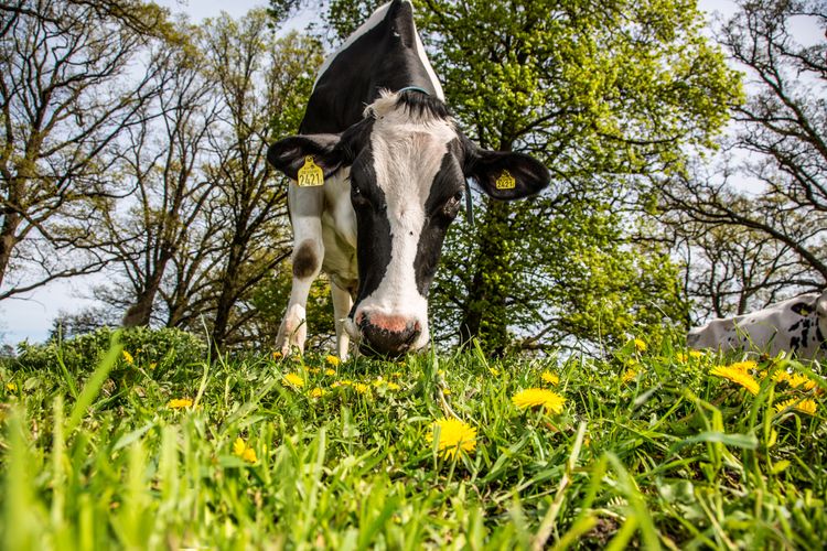 Minskad klimatpåverkan genom avel