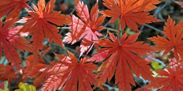 Belöning utlovas efter stöld av träd