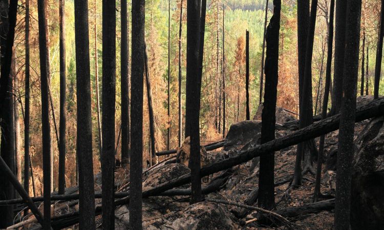 Sista brandtimret till Färila
