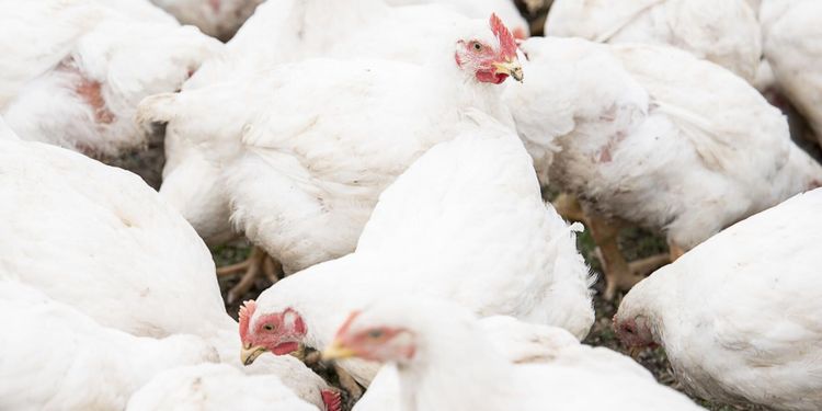 Destruerade kycklingar – får skadestånd