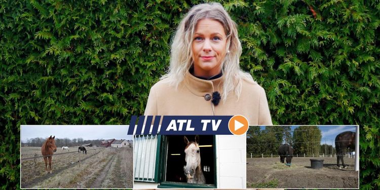 ATL TV: Hästspecial