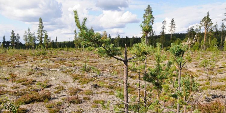 Dålig ungskog sänker tillväxten i norr