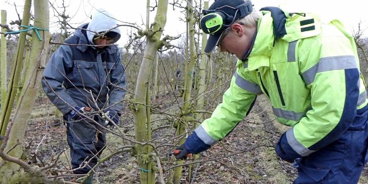 ATL TV: Ingen vintervila i äppelodlingen