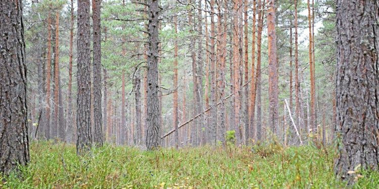 Stabilt för Sveaskog trots pandemin