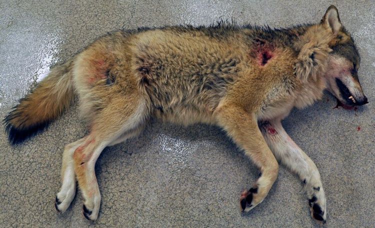 Tierpvargen nu obducerad