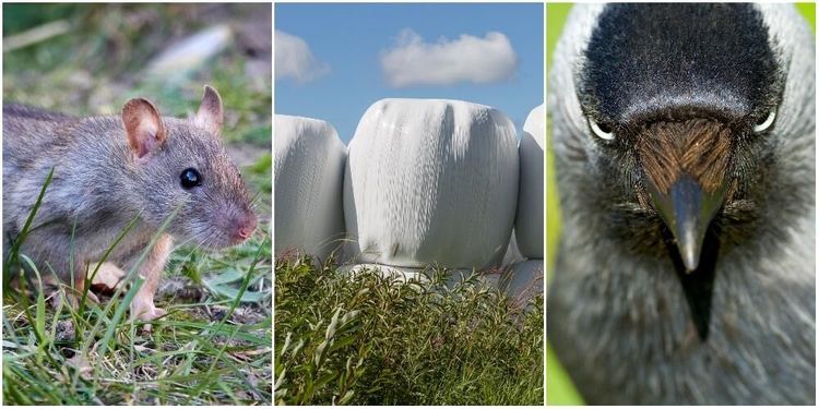 Ny ensilageplast stoppar fåglar och möss