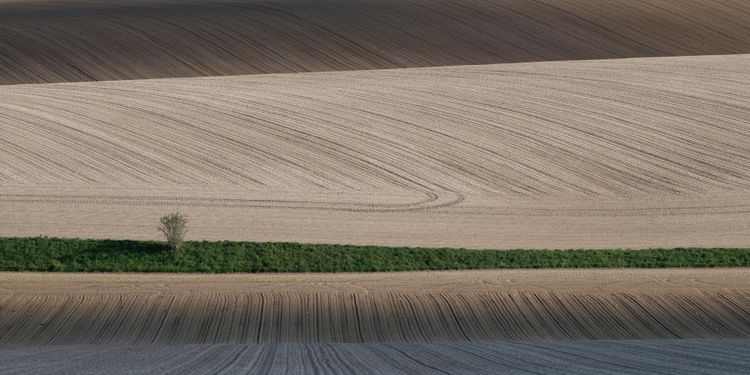 Franska betodlare får neonikotinoiddispens