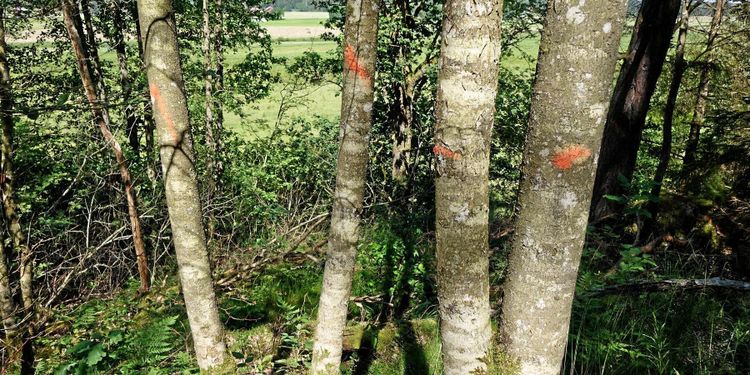 Nytt beslut om nyckelbiotoper