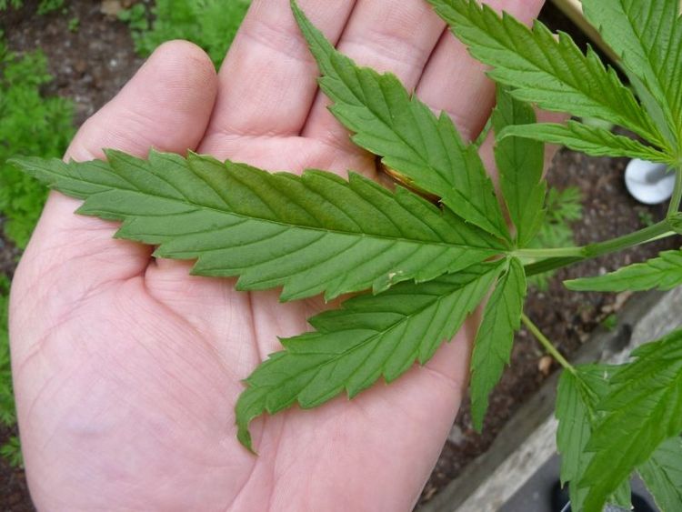 Gräs kan bli megaindustri