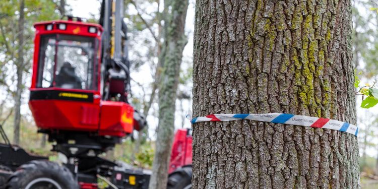 Miljöpartiet: ”Hållbart skogsbruk måste löna sig”