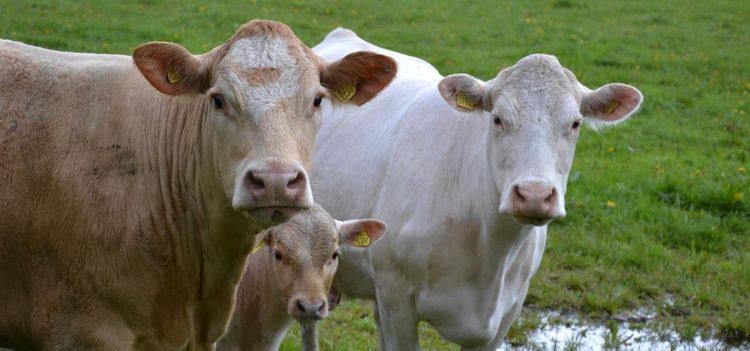 Djurförbudsvillkor mildras i nya lagförslaget