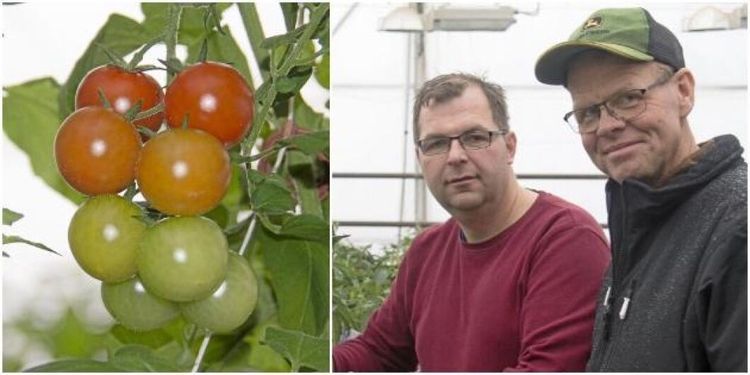 Hans gödsel värmer grannens växthus