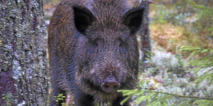 Sverige varnande exempel för Norge