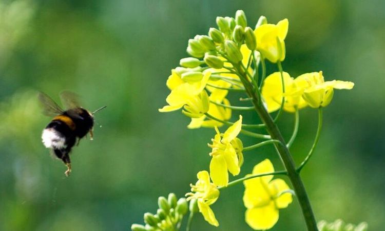Initiativ ska rädda livsviktiga pollinerare