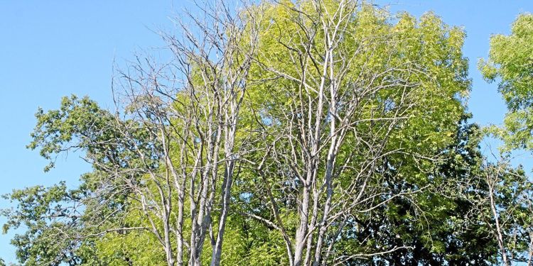 Fortsatt bekämpning av almsjuka på Gotland