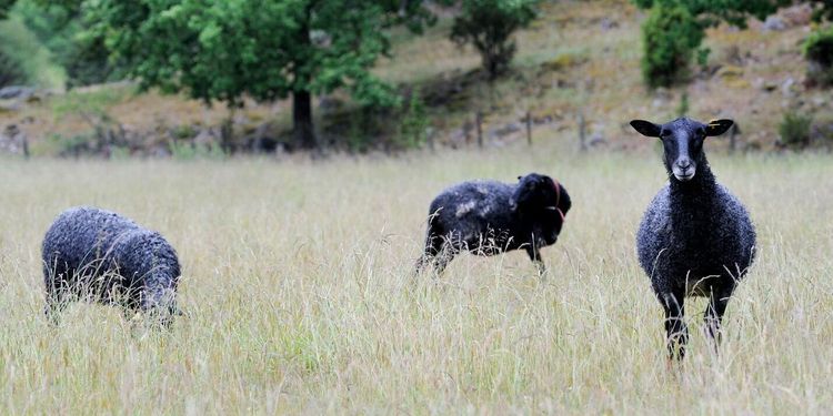 ”Enklare för bönderna som ska göra jobbet”