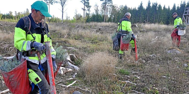 Hopp om lösning för skogen – trots stängda gränser