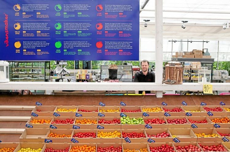 Tomatbjässe vill revolutionera smaken av tomat