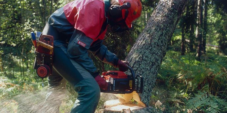 Fällde 33 träd på grannens tomt