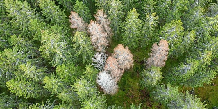 ”Barkborrebekämpningen styrs av lagens ramar”