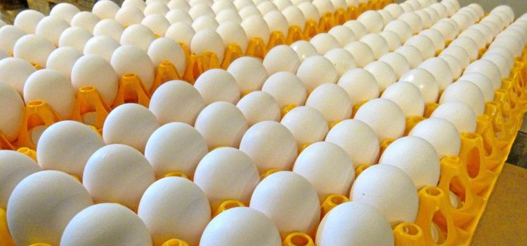 Det får äggbransch att rasa
