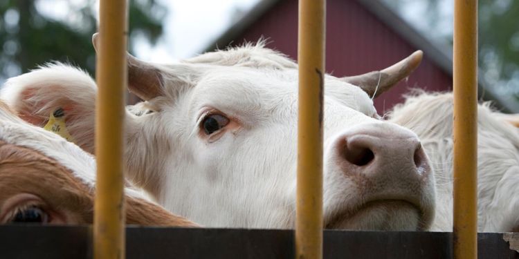 Tre svenskar ska granska EU:s djurtransporter