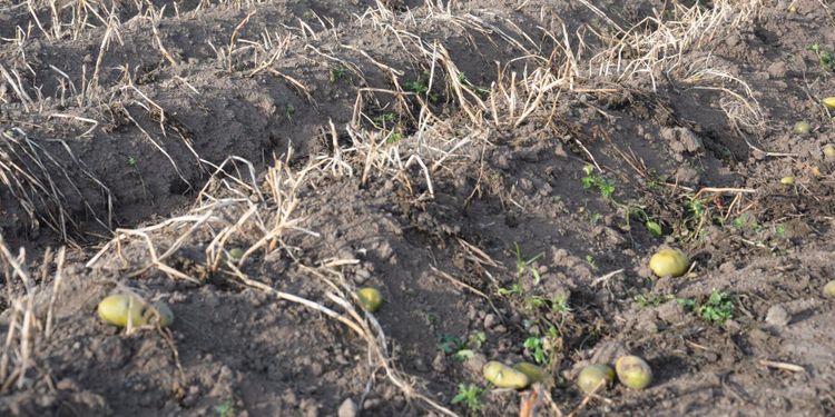 Kvalitetsproblem hotar potatisskörden