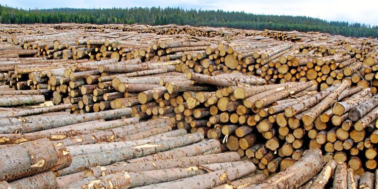 Uppåt för virkespriset under försommaren